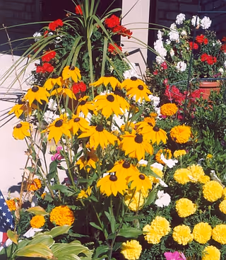 A colorful outdoor flower bed with yellow coneflowers, marigolds, and other blooms in front of a building.