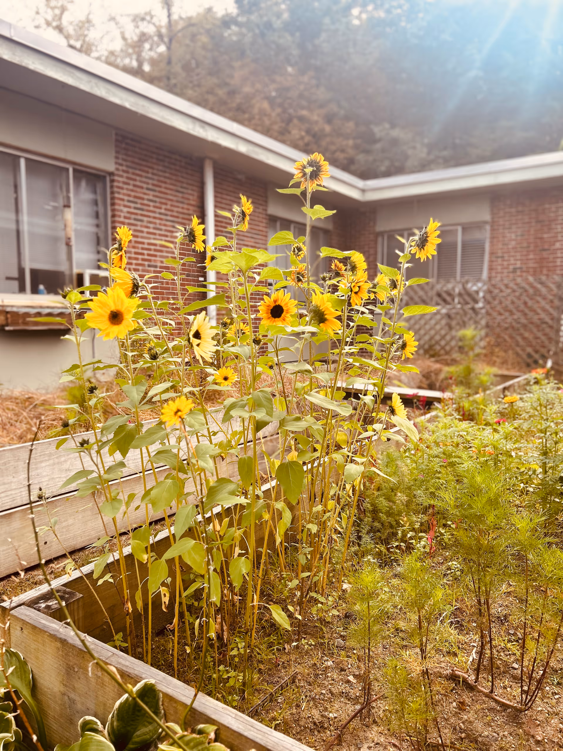 A garden bed with tall sunflowers blooming in front of a brick building with windows. The garden is surrounded by wooden planks and other green plants are growing nearby. Trees and a clear sky are visible in the background.