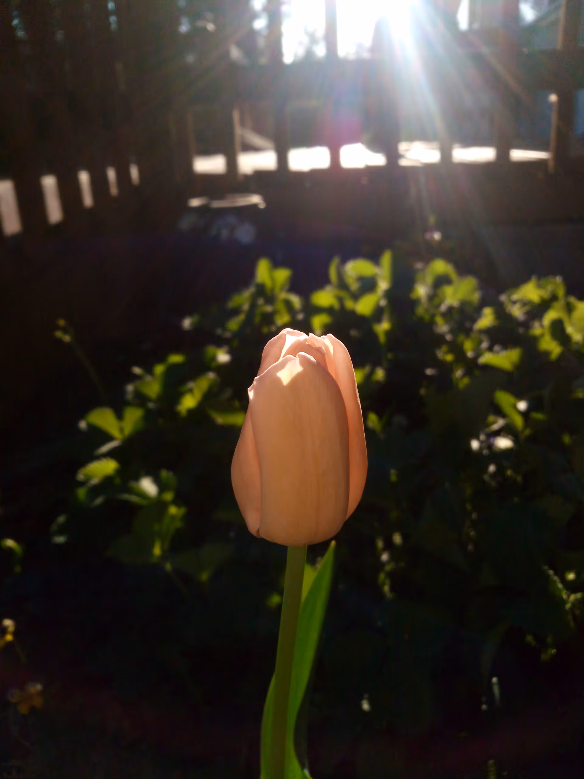A close-up of a single pink tulip flower with green leaves in the background, illuminated by sunlight shining through a wooden fence.