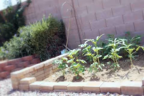 Outdoor garden bed bordered by brick edging with young plants beside a tan block wall