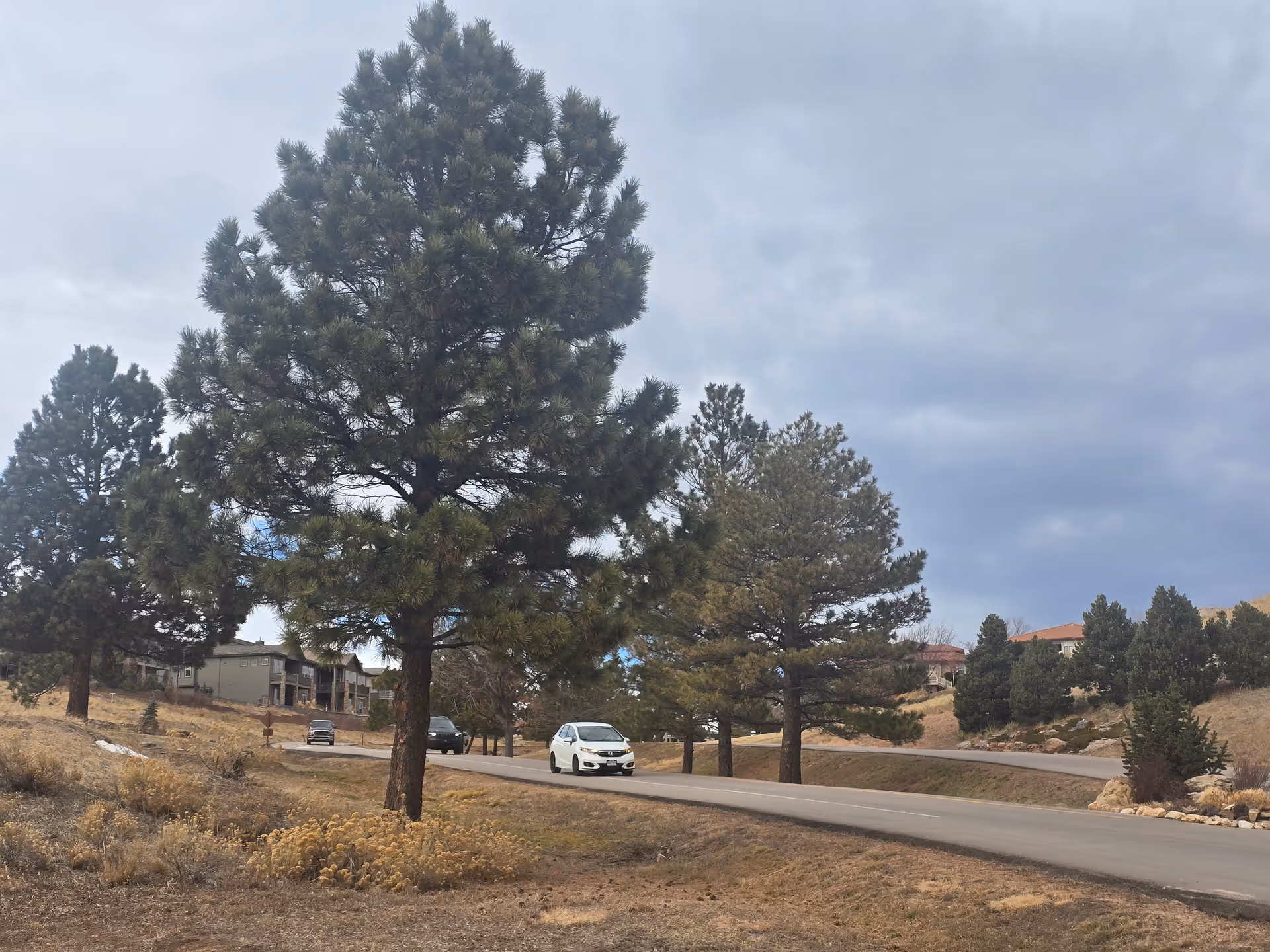 A curving road lined with pine trees and a few cars passing a residential hillside under a cloudy sky.