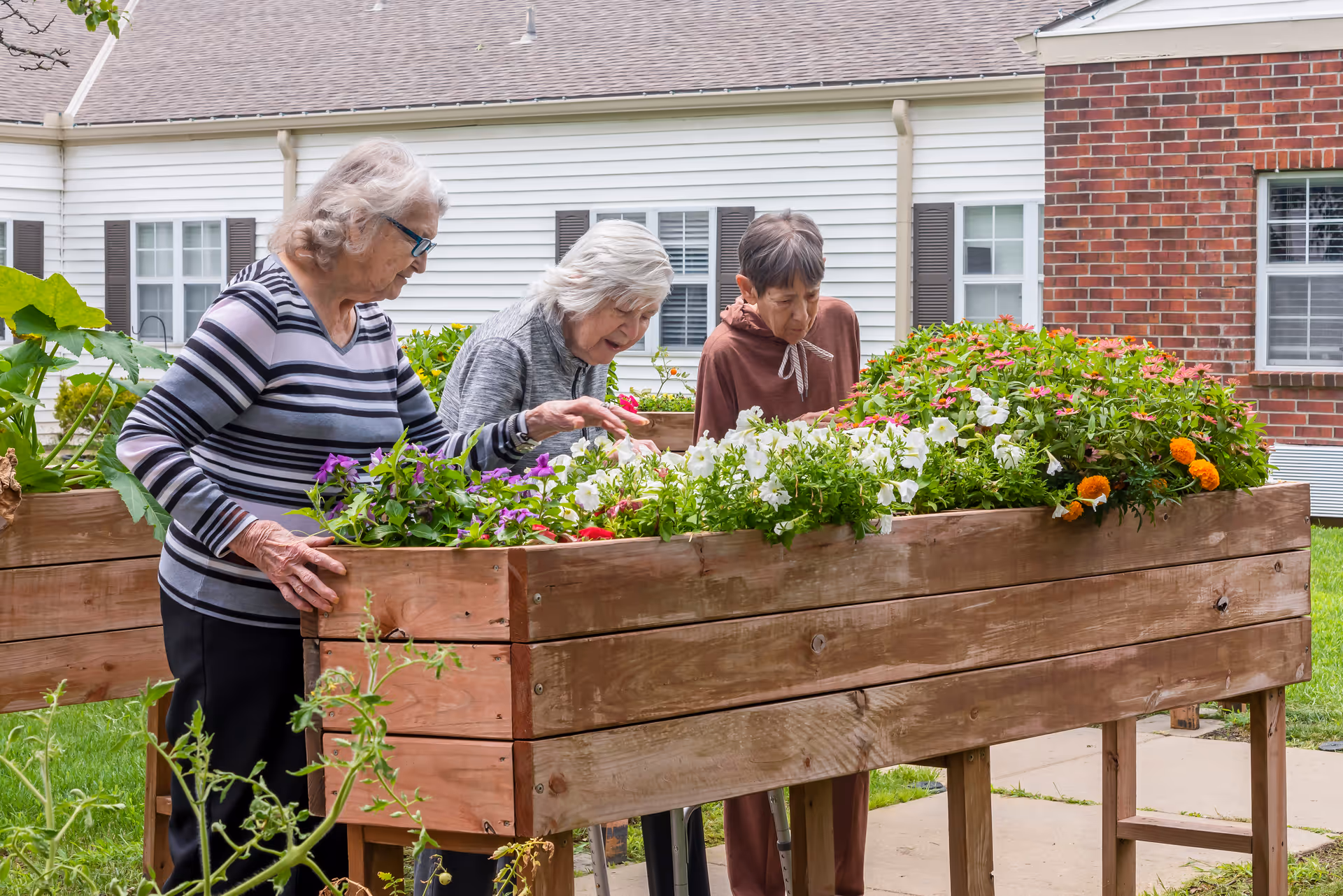Three elderly women tending to flowers in a raised wooden garden bed outside a residential building with white siding and brick walls.