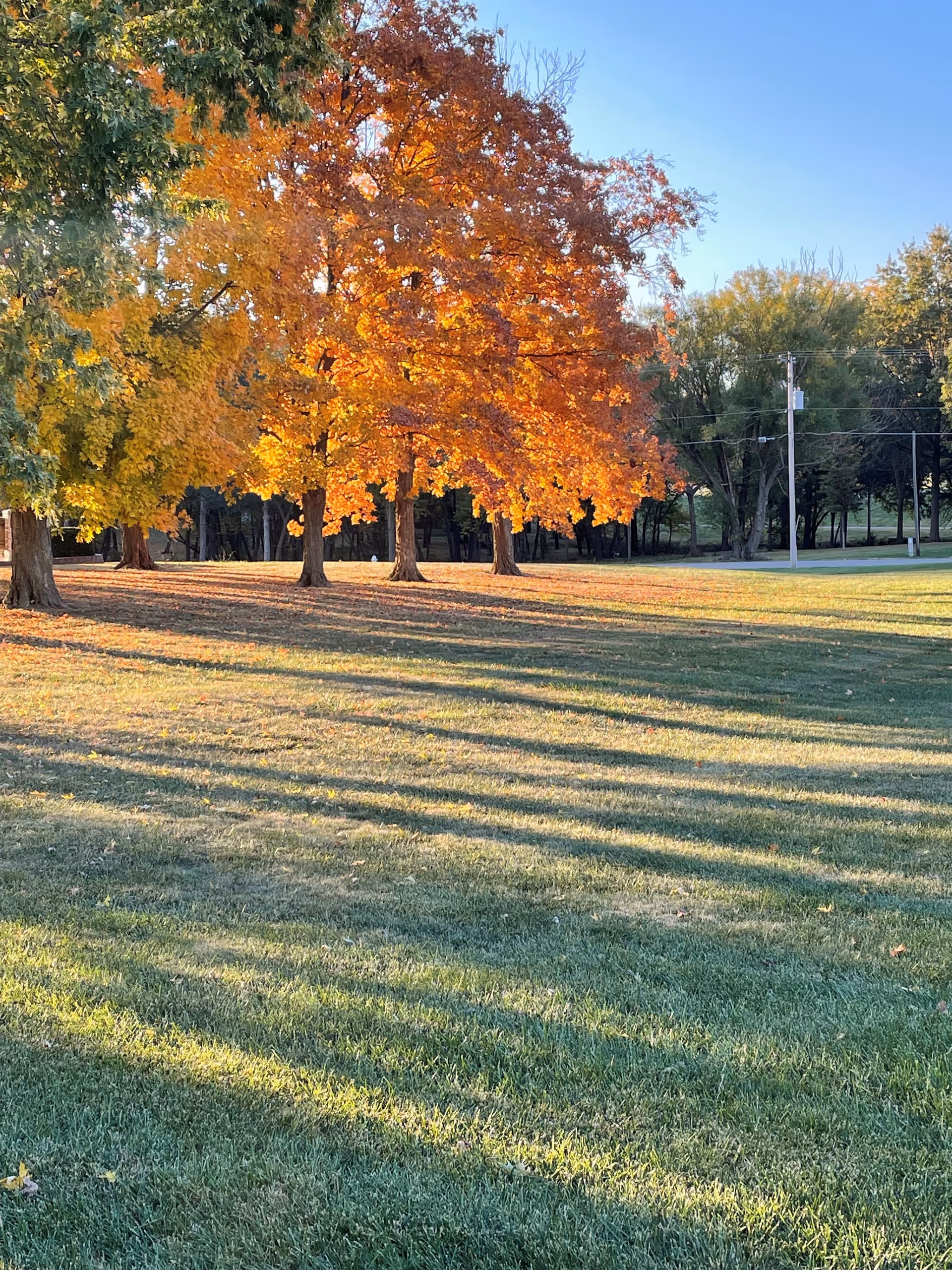 A scenic outdoor view of a grassy area with trees showing autumn colors, including vibrant orange and yellow leaves, under a clear blue sky.