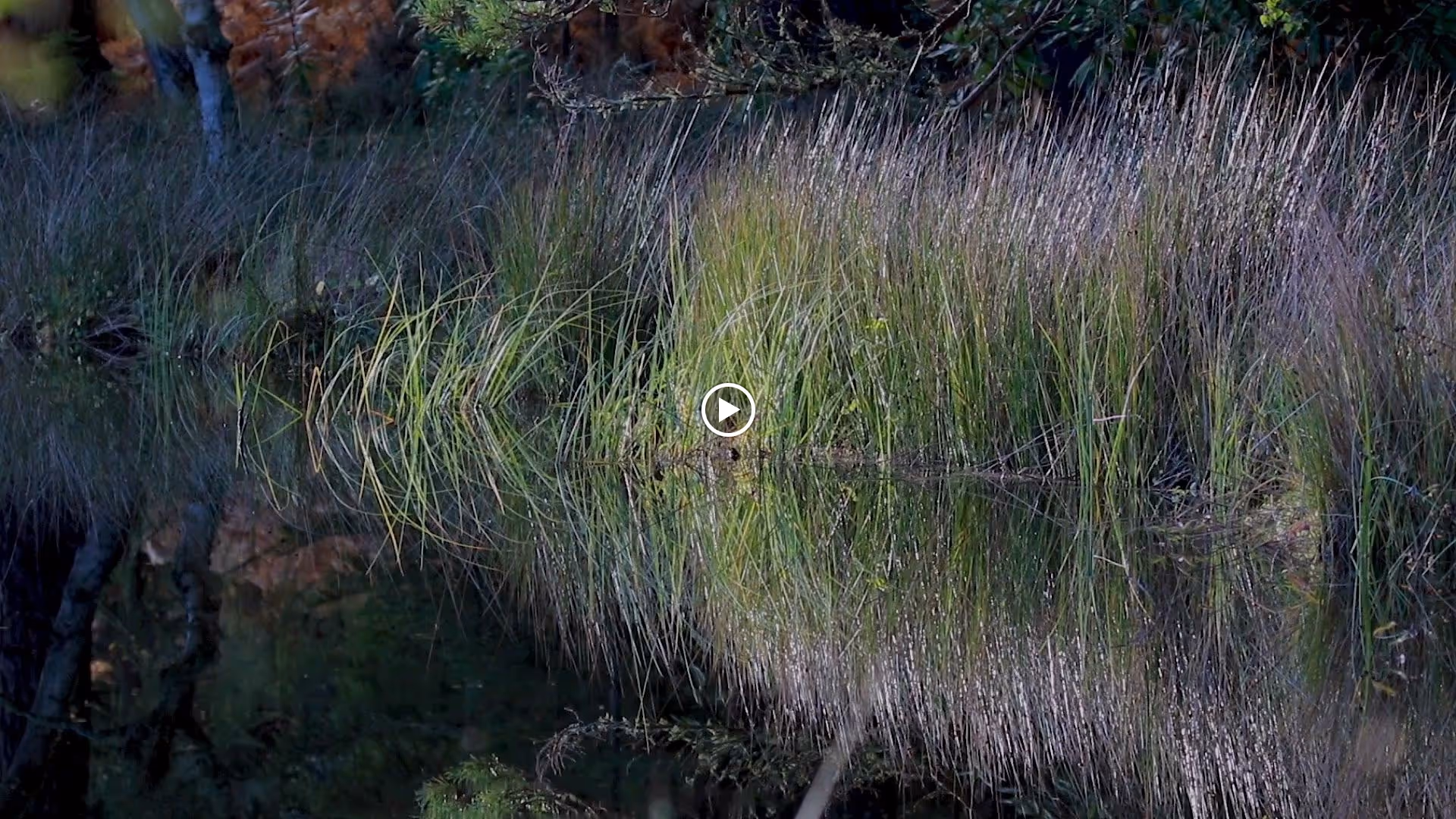 A natural outdoor scene featuring tall grasses and reeds growing along the edge of a calm body of water, with reflections of the vegetation visible on the water's surface.