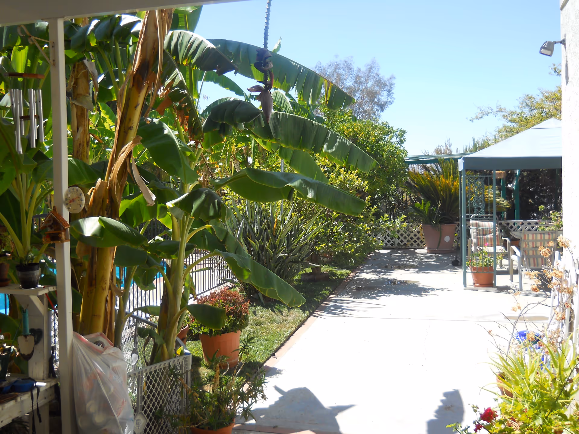 Outdoor patio area with a concrete walkway surrounded by lush green plants and banana trees. There is a covered seating area with chairs and a table on the right side, and various potted plants along the walkway. The sky is clear and blue.
