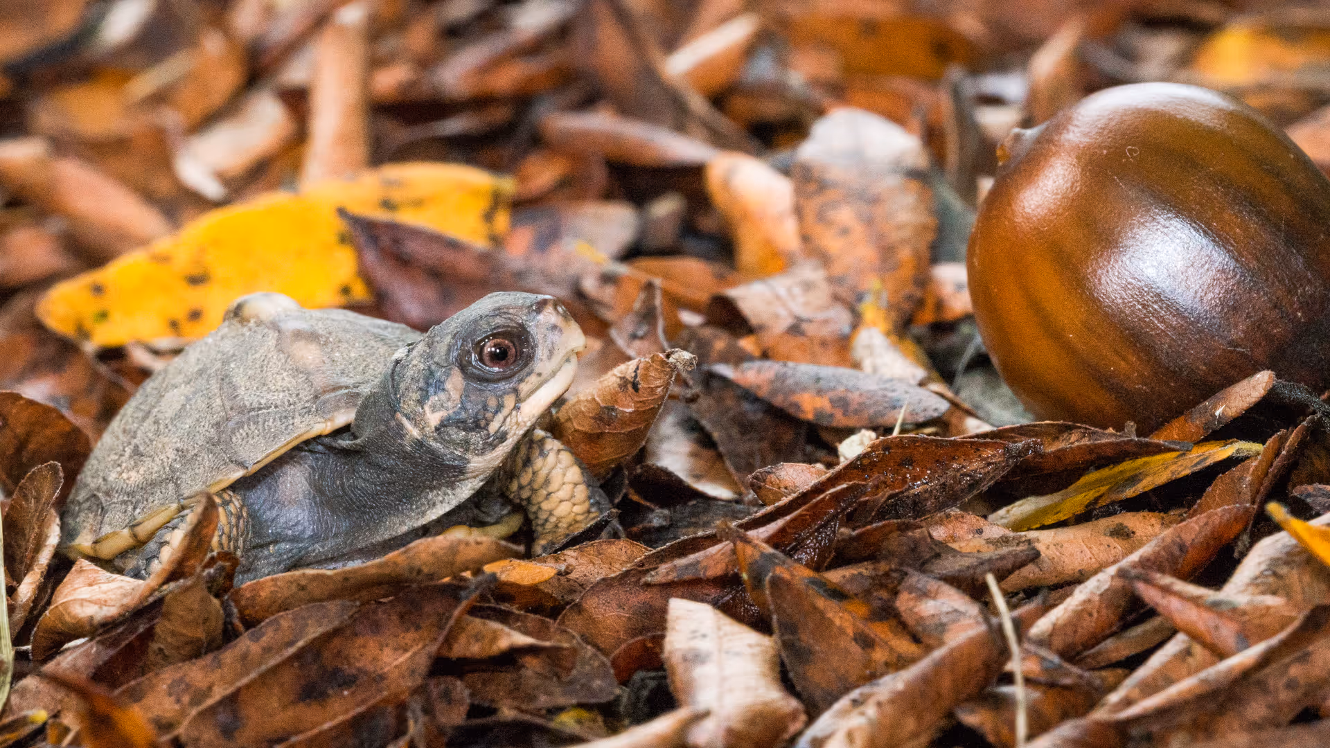 A small turtle resting on a bed of dry brown leaves with a large brown acorn nearby.