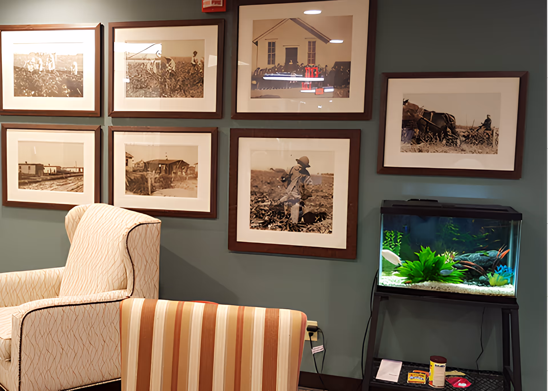 A cozy corner of a living room with two upholstered chairs, one with a cream and brown pattern and the other with vertical stripes in shades of brown and beige. On the wall behind the chairs are six framed sepia-toned photographs depicting historical farming scenes. To the right, there is a fish tank on a black stand with green plants and fish inside. Various small items are placed on the bottom shelf of the stand.