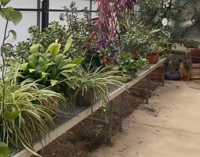 A long metal bench inside a greenhouse holds an array of potted plants along a concrete walkway.