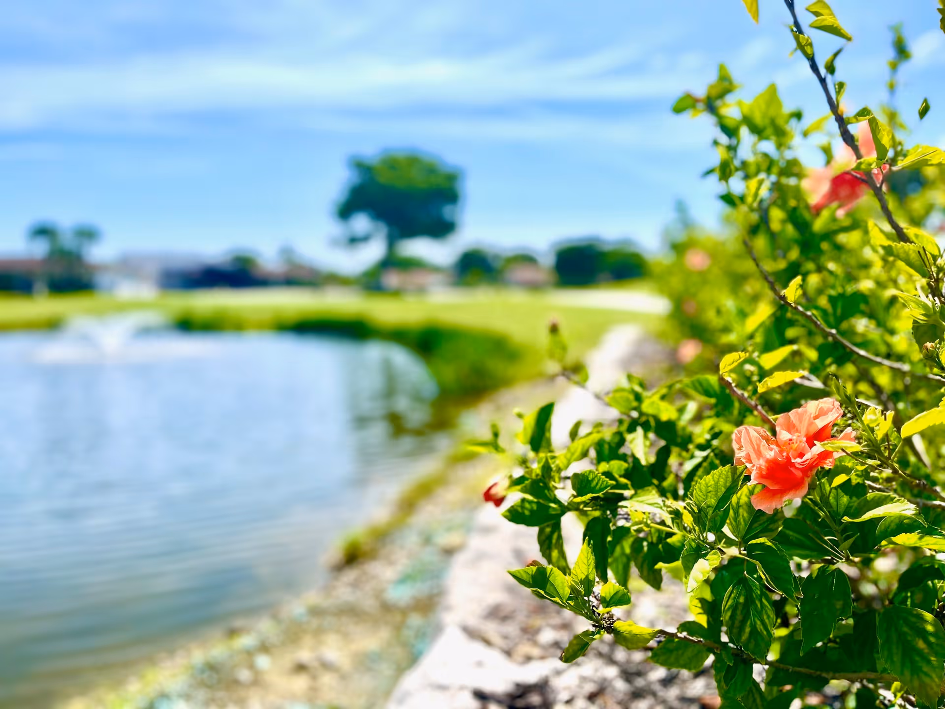 Close-up of vibrant pink flowers and green leaves next to a pond with a water fountain, with a golf course and trees in the background under a blue sky.