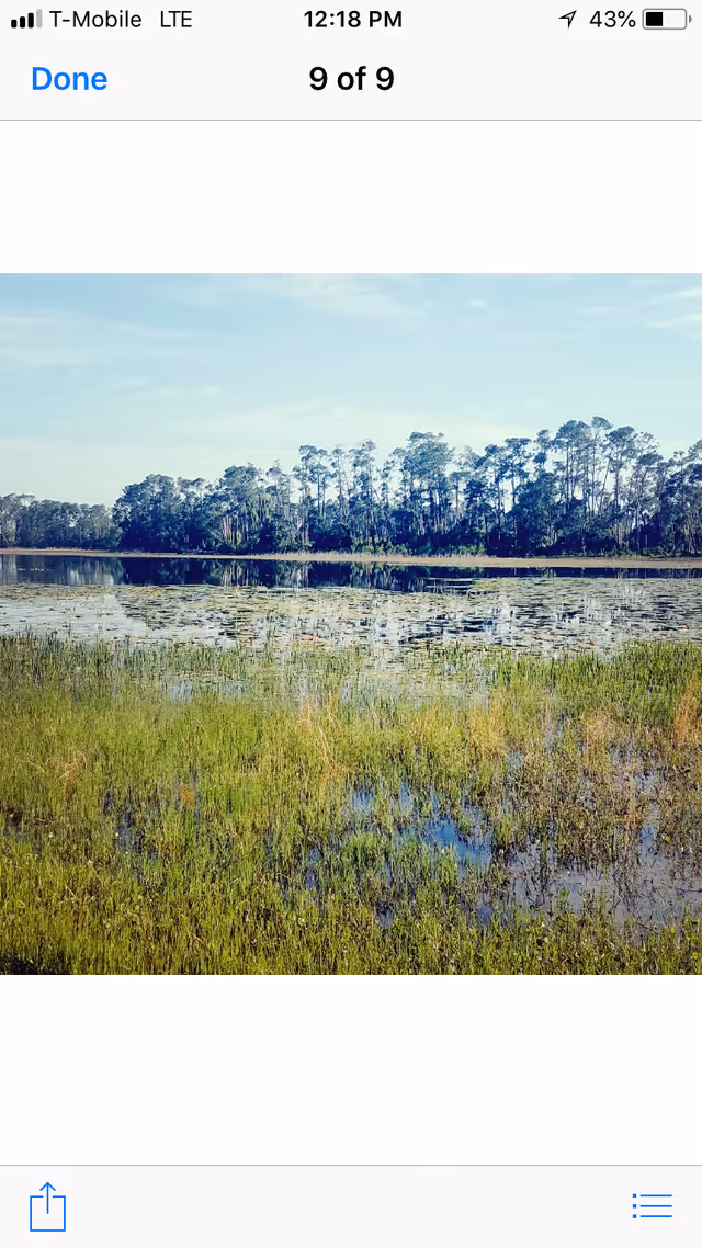A scenic view of a wetland area with tall grasses and water in the foreground, a body of water covered with lily pads in the middle, and a line of trees in the background under a partly cloudy sky.
