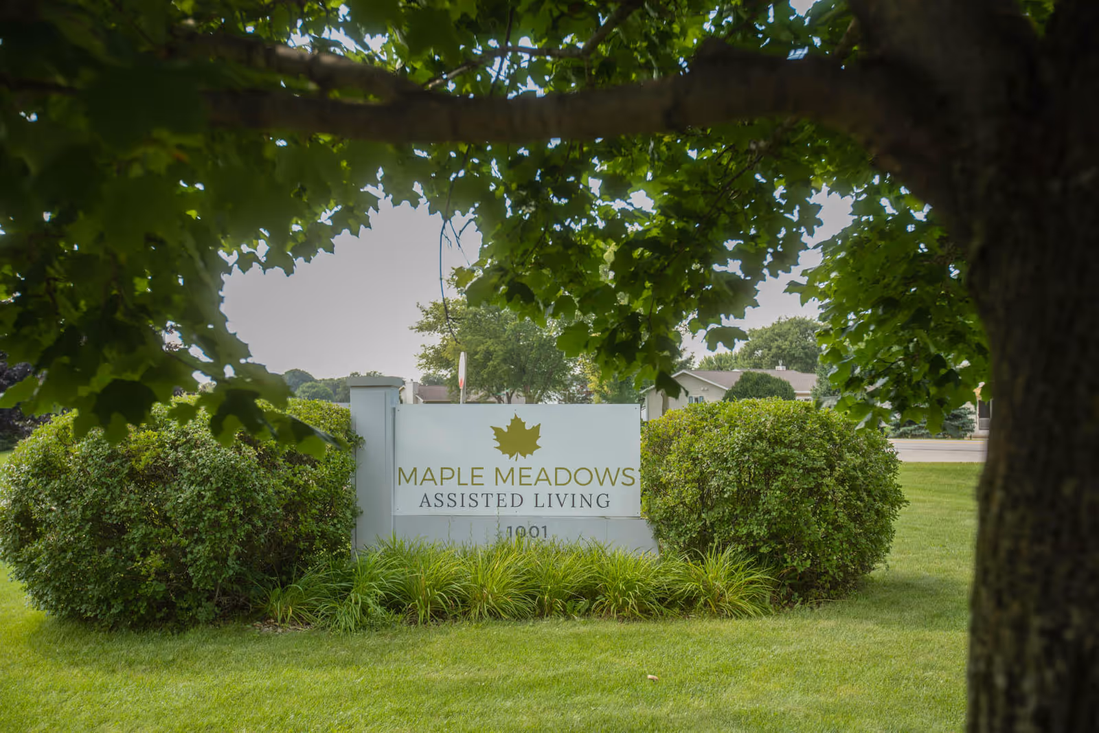 Entrance sign reading "Maple Meadows Assisted Living" set among bushes and trees on a grassy lawn.