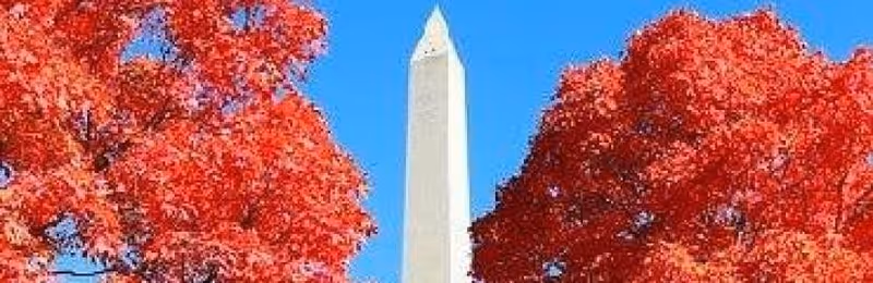 The Washington Monument surrounded by vibrant red autumn trees under a clear blue sky.