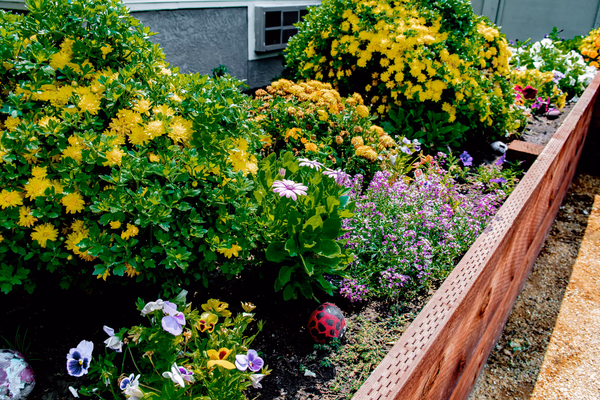 Raised wooden planter beside a building filled with yellow, purple, and white flowering plants.