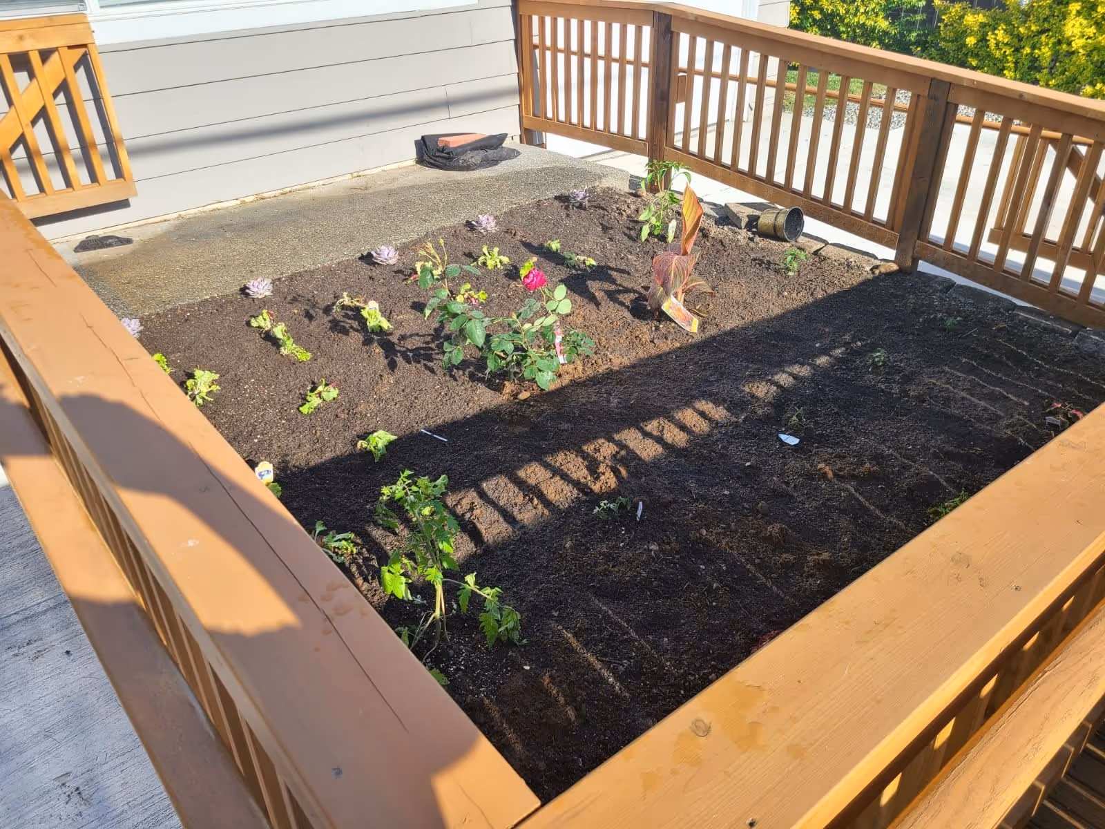 A small fenced garden bed with various young plants and flowers growing in soil, surrounded by a wooden railing. The garden is located next to a building with a concrete walkway nearby.