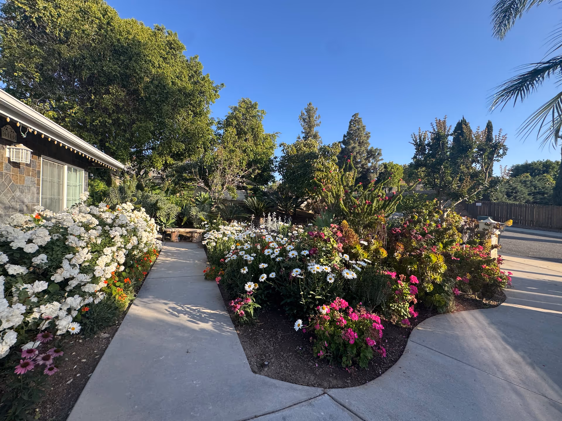 Sunlit garden pathway lined with colorful flowers leading past a house toward trees and a street.