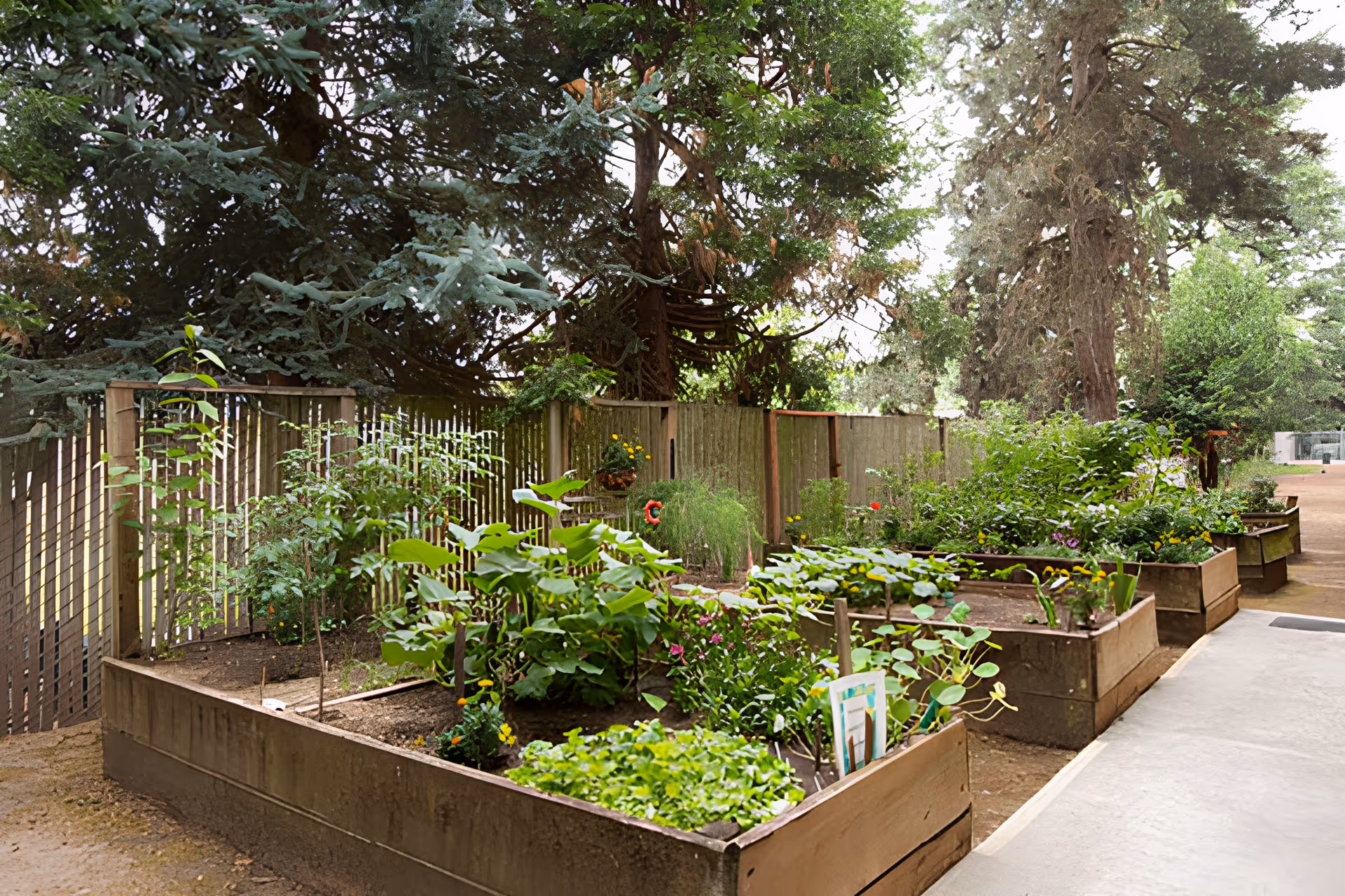 Raised garden beds filled with various green plants and flowers along a wooden fence, surrounded by tall trees and a concrete pathway on the right side.
