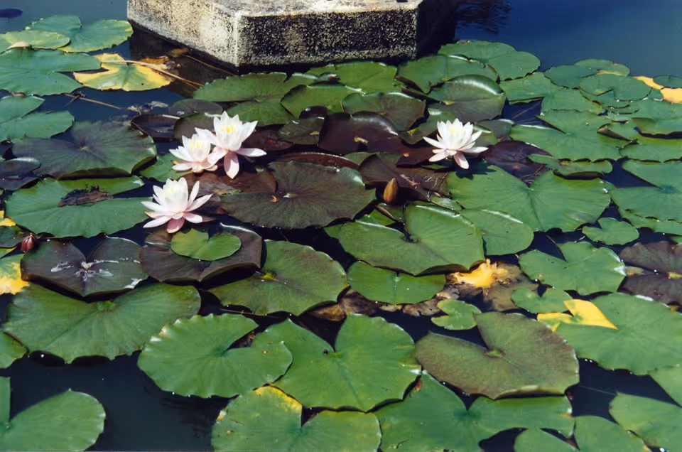 A pond with green lily pads and several white water lilies blooming on the surface near a stone structure.