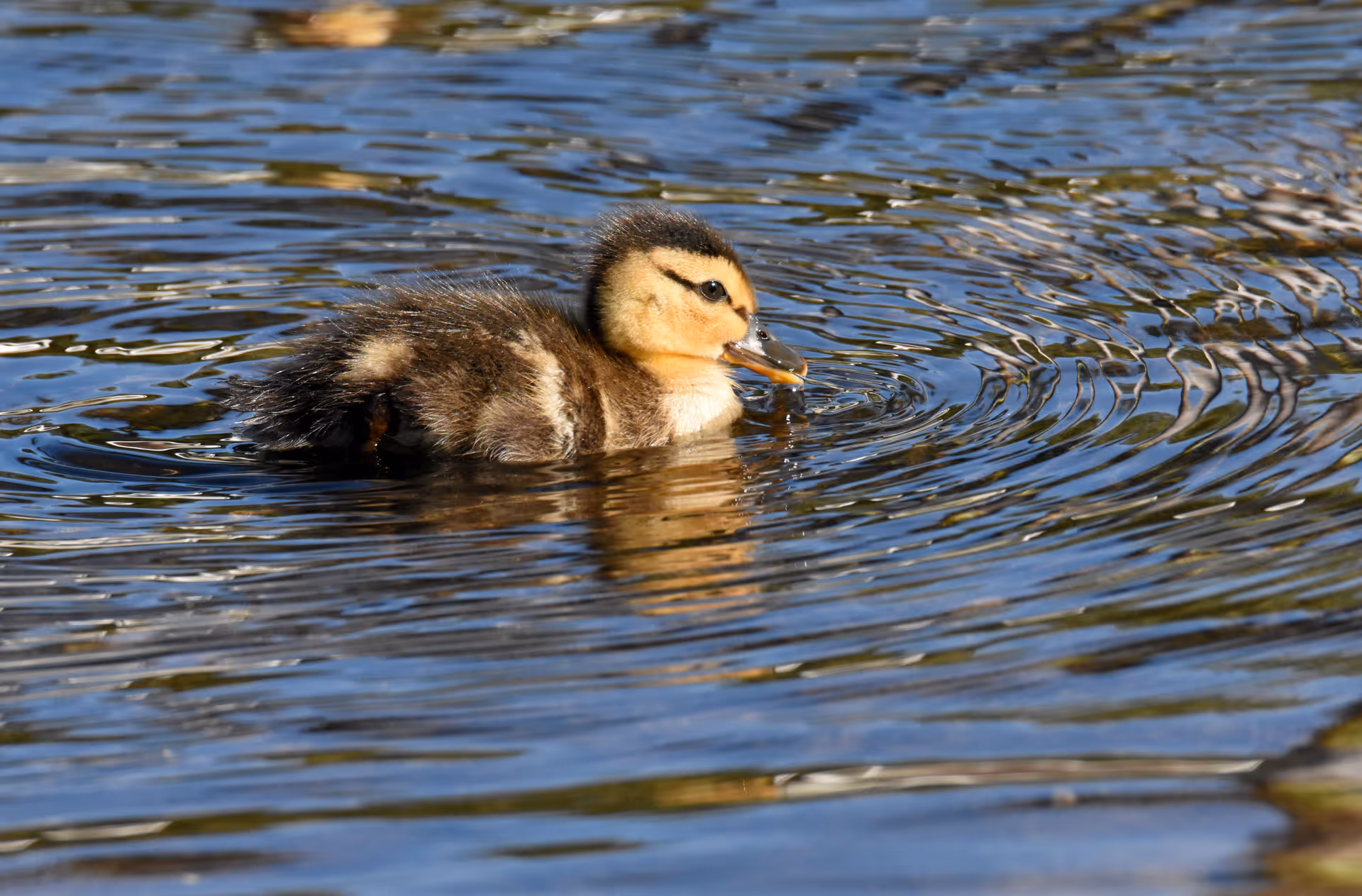 A fluffy duckling swimming on rippled water.