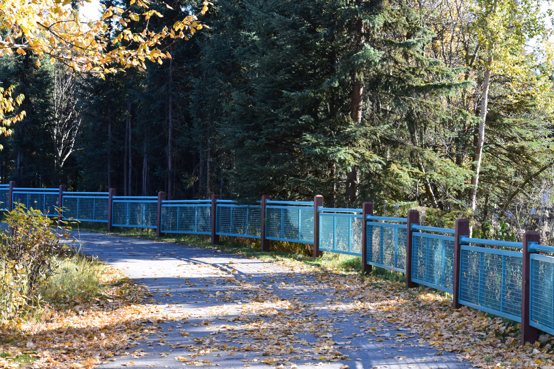 A paved pathway covered with fallen autumn leaves, bordered by a blue metal fence with wooden posts. The path curves gently to the left and is surrounded by dense green trees and foliage.
