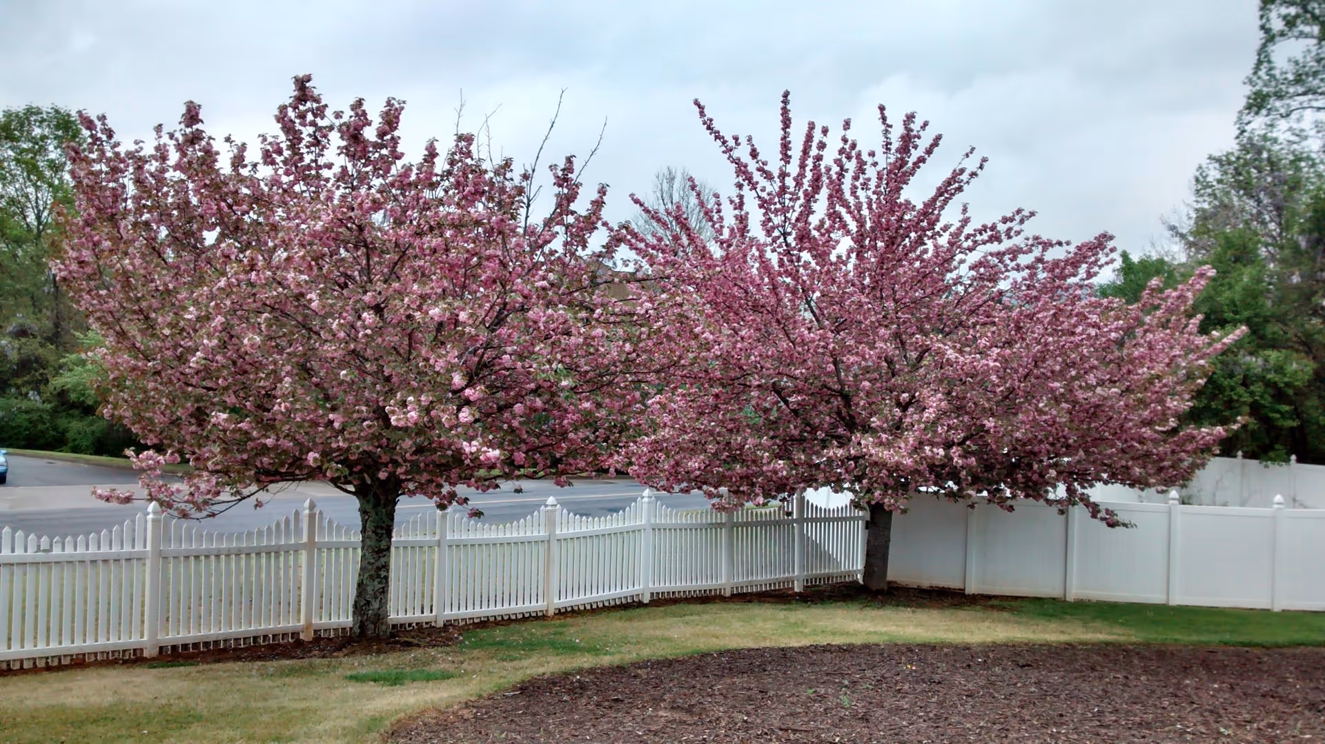 Two cherry blossom trees with pink flowers in full bloom standing on a grassy area next to a white picket fence, with a parking lot and other greenery in the background under a cloudy sky.