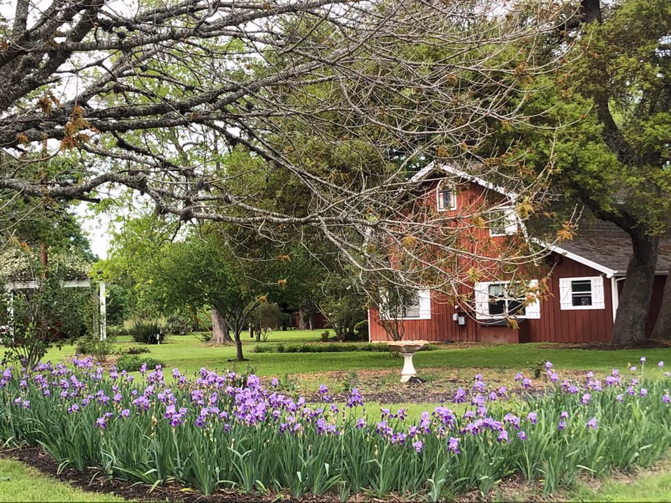 A garden area with a flower bed of purple irises in the foreground, a birdbath in the middle, and a red barn-style building with white trim in the background surrounded by trees and greenery.