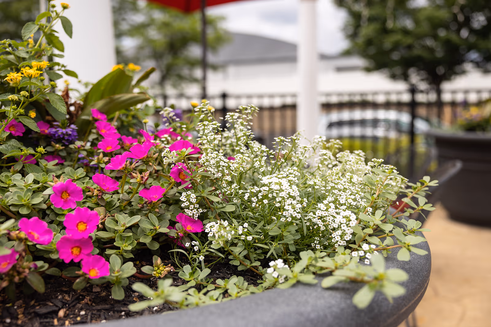 Close-up view of a large planter filled with vibrant pink and white flowers, with green foliage. In the background, there is a blurred view of a fence, trees, and a building exterior under a cloudy sky.