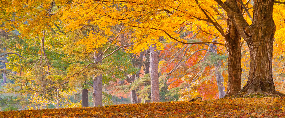 A scenic outdoor view of a wooded area in autumn with trees displaying vibrant yellow, orange, and red leaves, and a ground covered with fallen leaves.