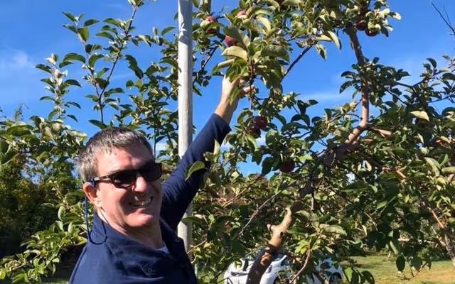 A man wearing sunglasses and a dark blue shirt is reaching up to pick an apple from a tree in an orchard on a sunny day with a clear blue sky.