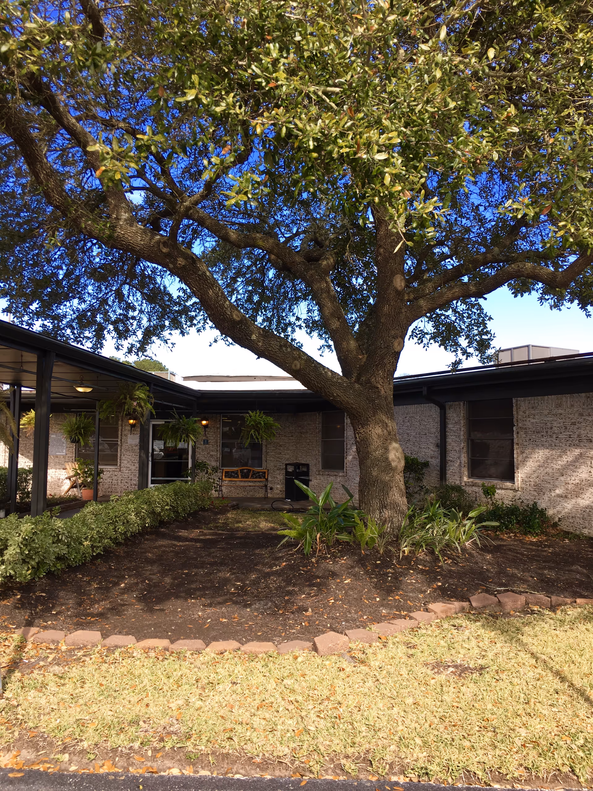 A large tree with spreading branches stands in the center of a garden area surrounded by a low brick border. Behind the tree is a single-story brick building with several windows and a covered walkway with hanging plants and outdoor seating. The sky is clear and blue.