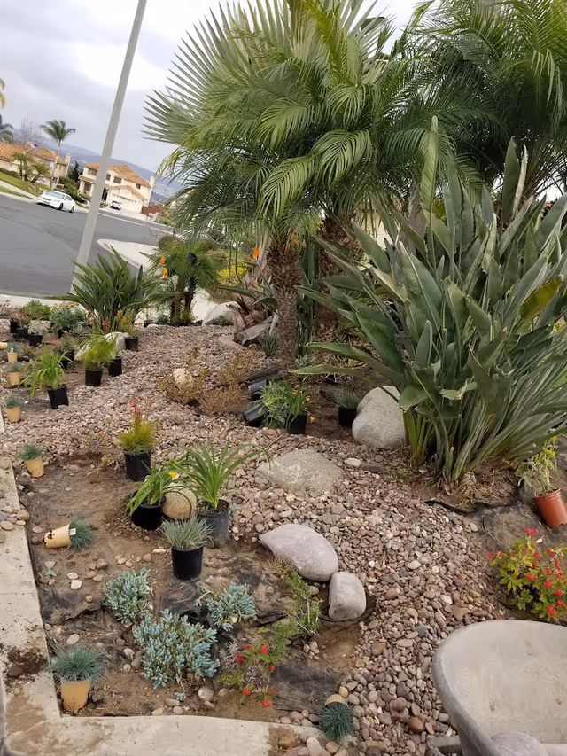 Front yard landscaping with palm trees, potted plants, and decorative rocks beside a residential street.