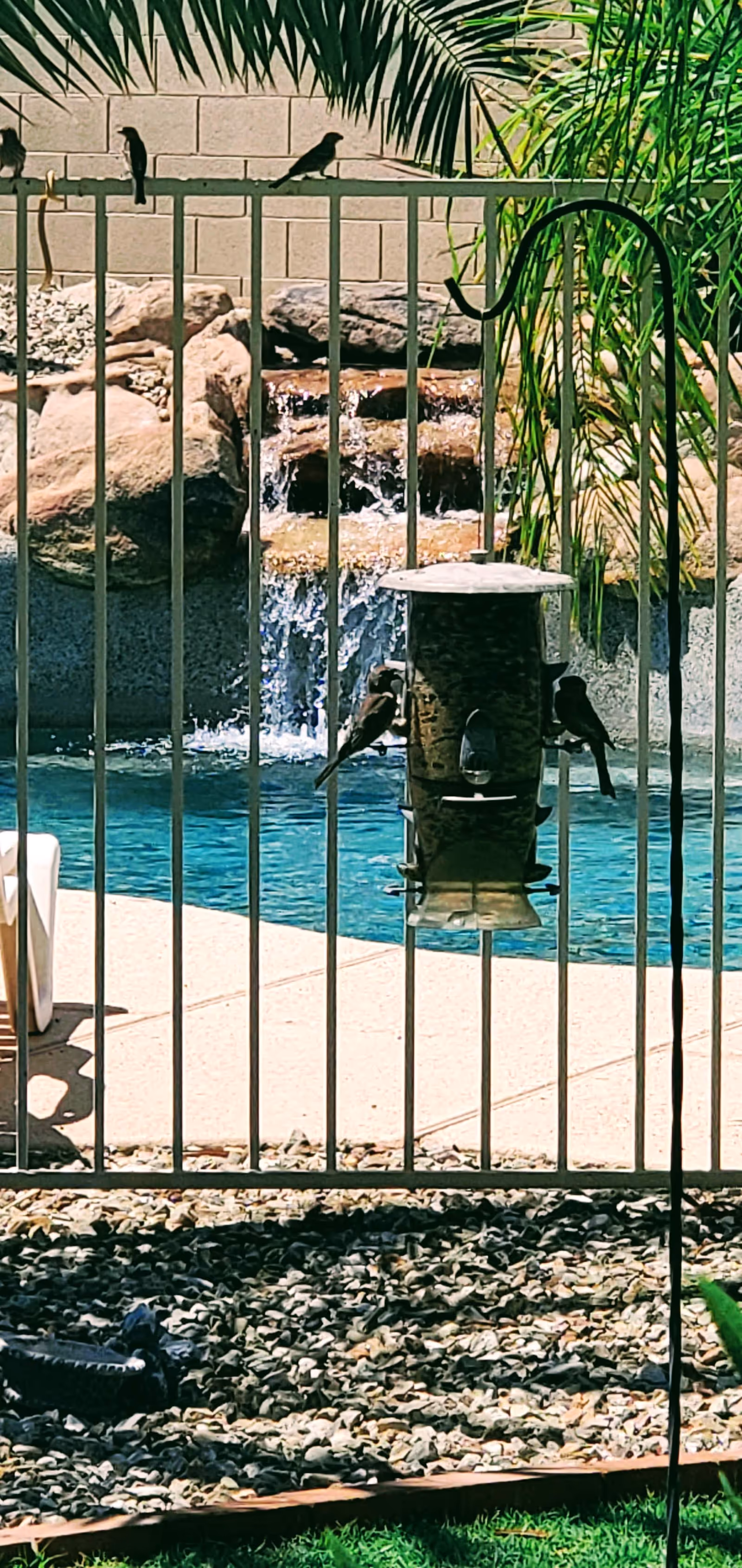A fenced pool area with a small waterfall feature in the background. Several birds are perched on the fence and a bird feeder hanging on the fence. Palm leaves and rocks surround the pool area.