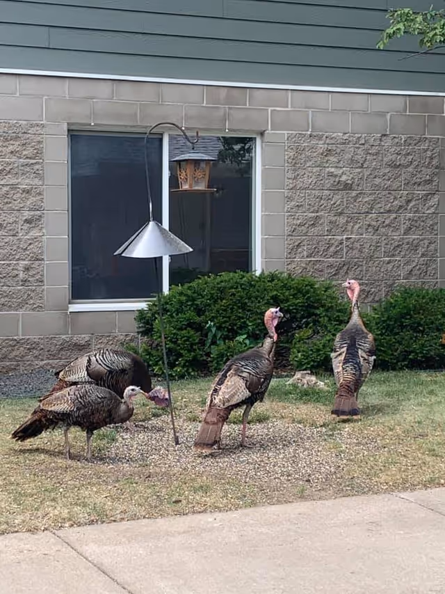 Four wild turkeys standing on a patch of grass and gravel near a bird feeder in front of a building with a window and bushes.