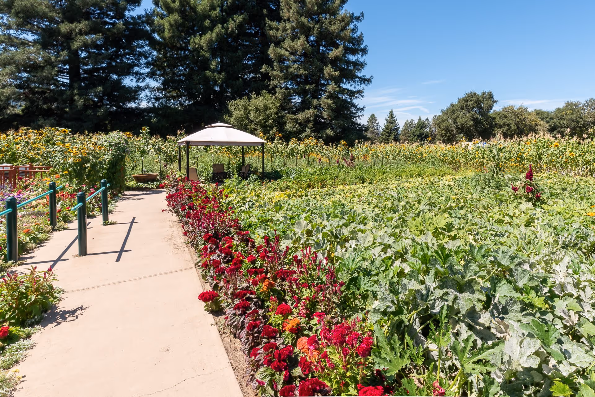 A paved garden walkway bordered by colorful flowerbeds leads to a shaded gazebo with tall trees and sunflowers in the background.