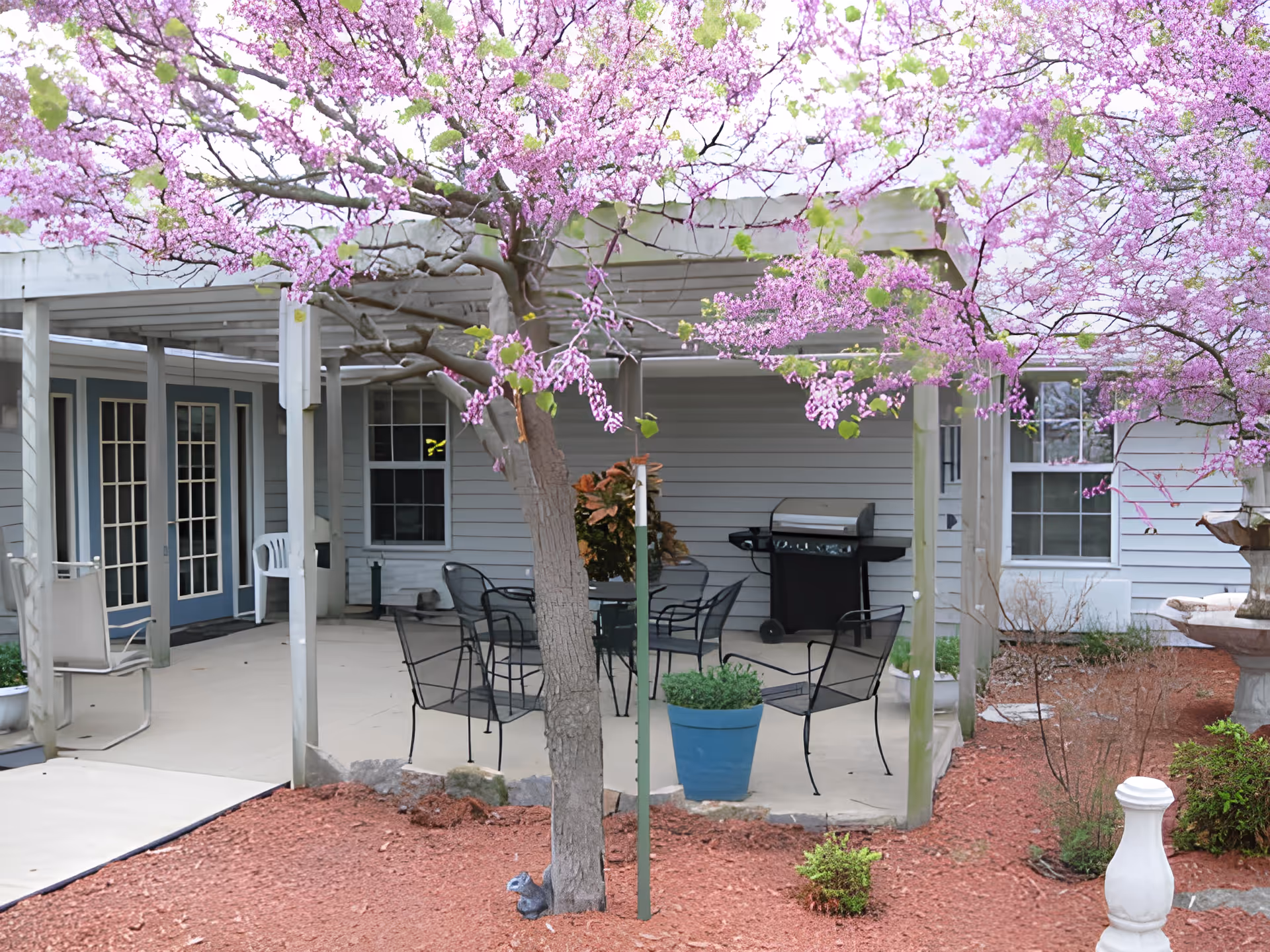 Patio with metal chairs and table under a pergola, a gas grill, and a blooming pink tree in front of a light-gray building.