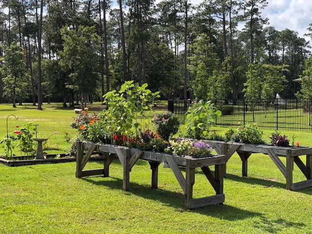Raised garden beds with various green plants and flowers in a grassy outdoor area surrounded by trees and a black metal fence in the background under a partly cloudy sky.