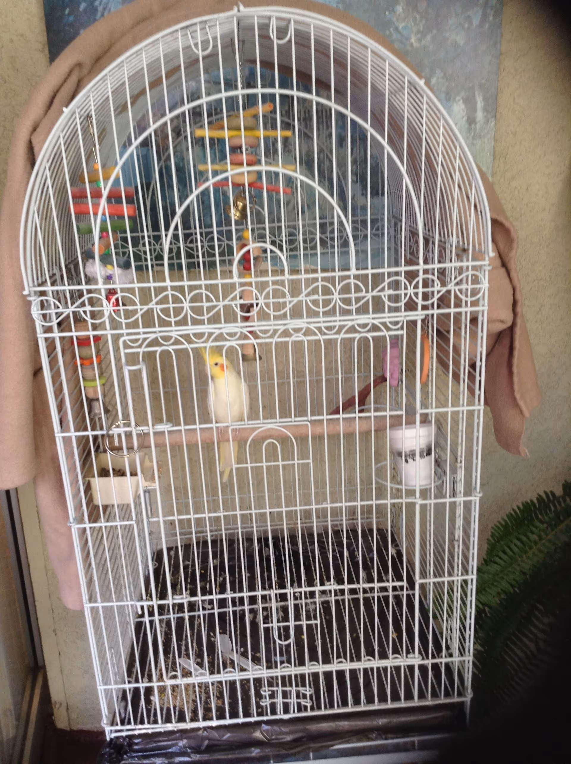 A white birdcage containing a small yellow and white bird perched on a wooden rod. The cage has colorful hanging toys inside and a cup attached to the side. A beige cloth is draped over the top and sides of the cage. There is a green plant visible to the right of the cage.