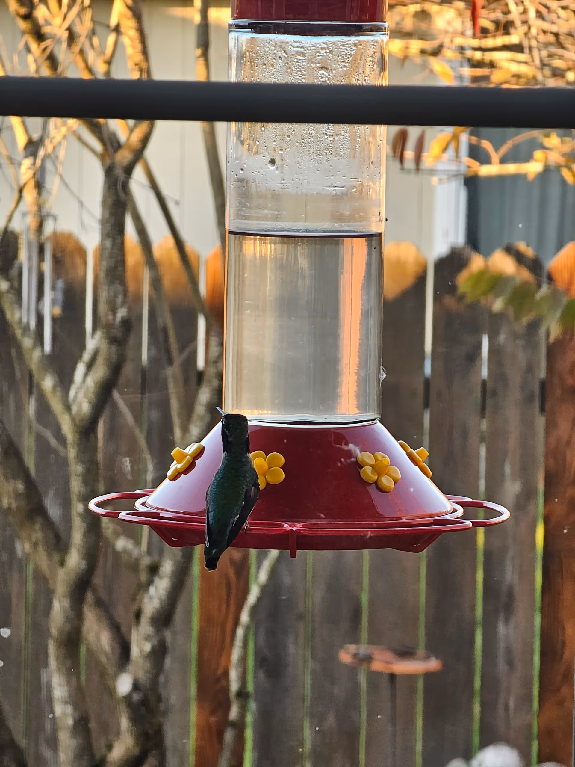 A hummingbird perched on a red and yellow nectar feeder hanging outdoors in front of a wooden fence.