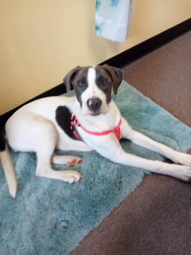 A white and brown dog with a pink harness lying on a blue rug inside a room with beige walls and brown carpet.