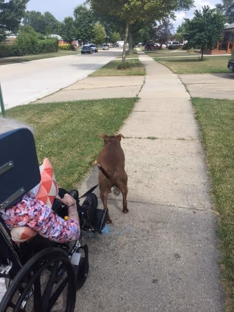 View from behind of a person in a wheelchair on a sidewalk, holding the leash of a brown dog walking ahead. The sidewalk runs alongside a street with trees and houses visible in the background.