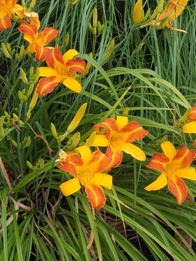 Close-up view of vibrant orange and yellow daylilies surrounded by long green grass and unopened flower buds.