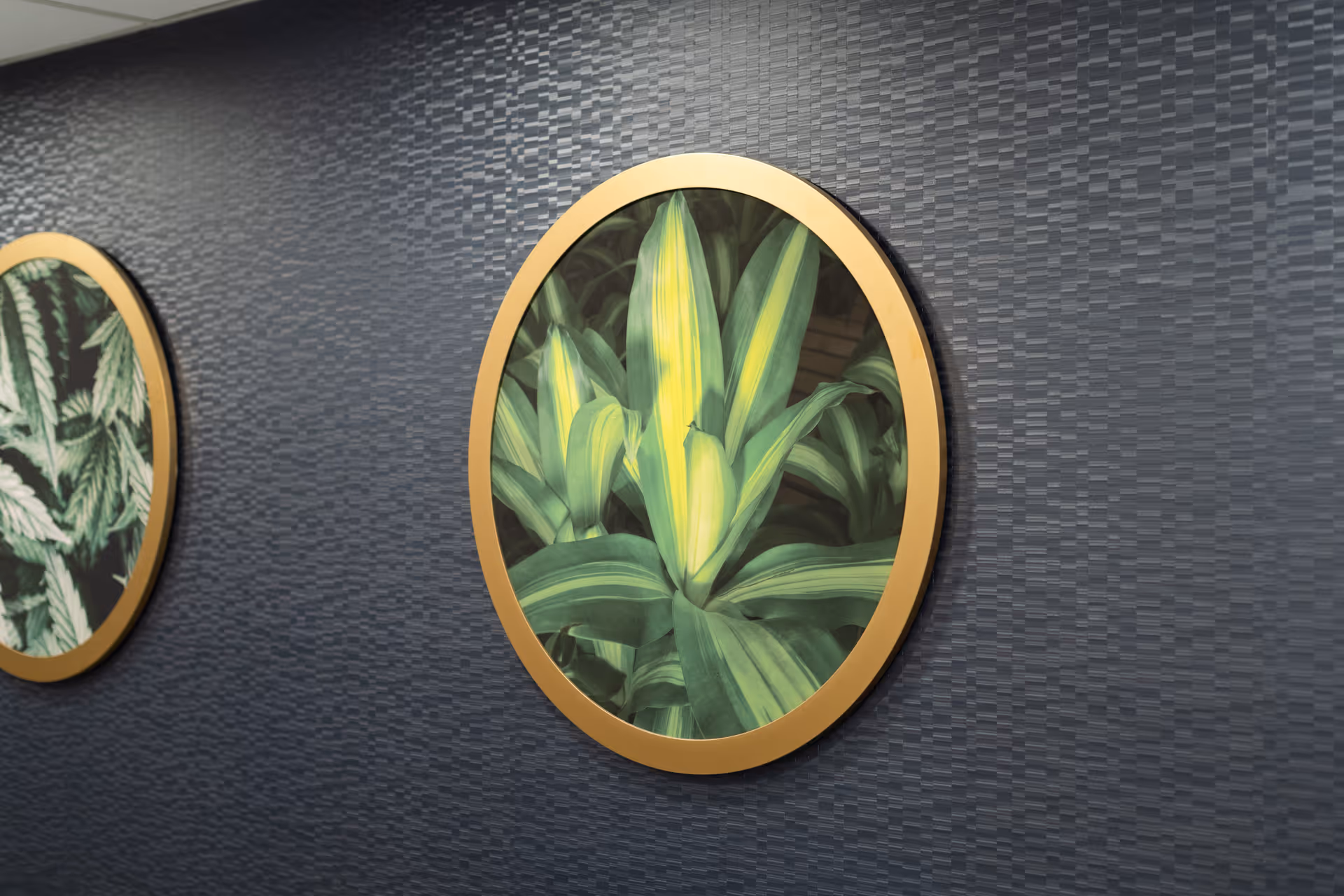 Two round framed pictures of green leafy plants hanging on a textured dark gray wall.