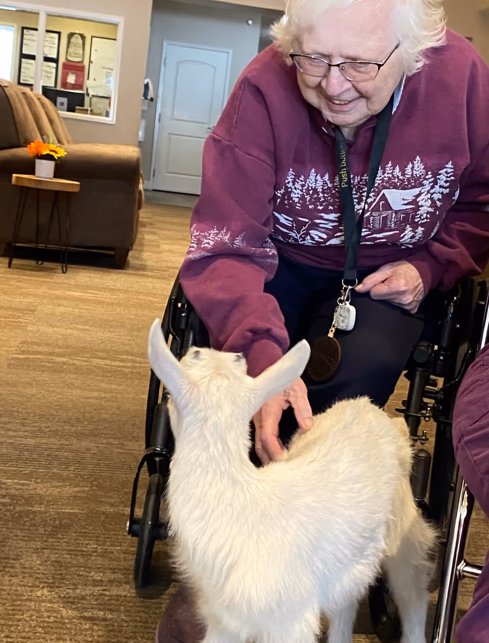 An elderly person in a wheelchair wearing glasses and a maroon sweater with a winter cabin design is smiling and reaching out to pet a small white goat inside a living area with brown carpet and furniture.