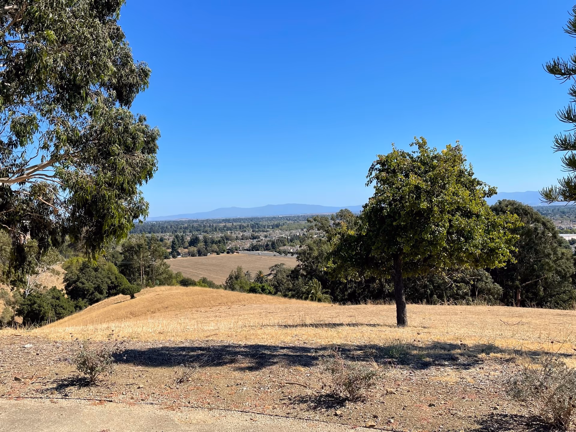 View from a hillside showing a lone leafy tree on dry grass with trees and a broad valley under a clear blue sky.