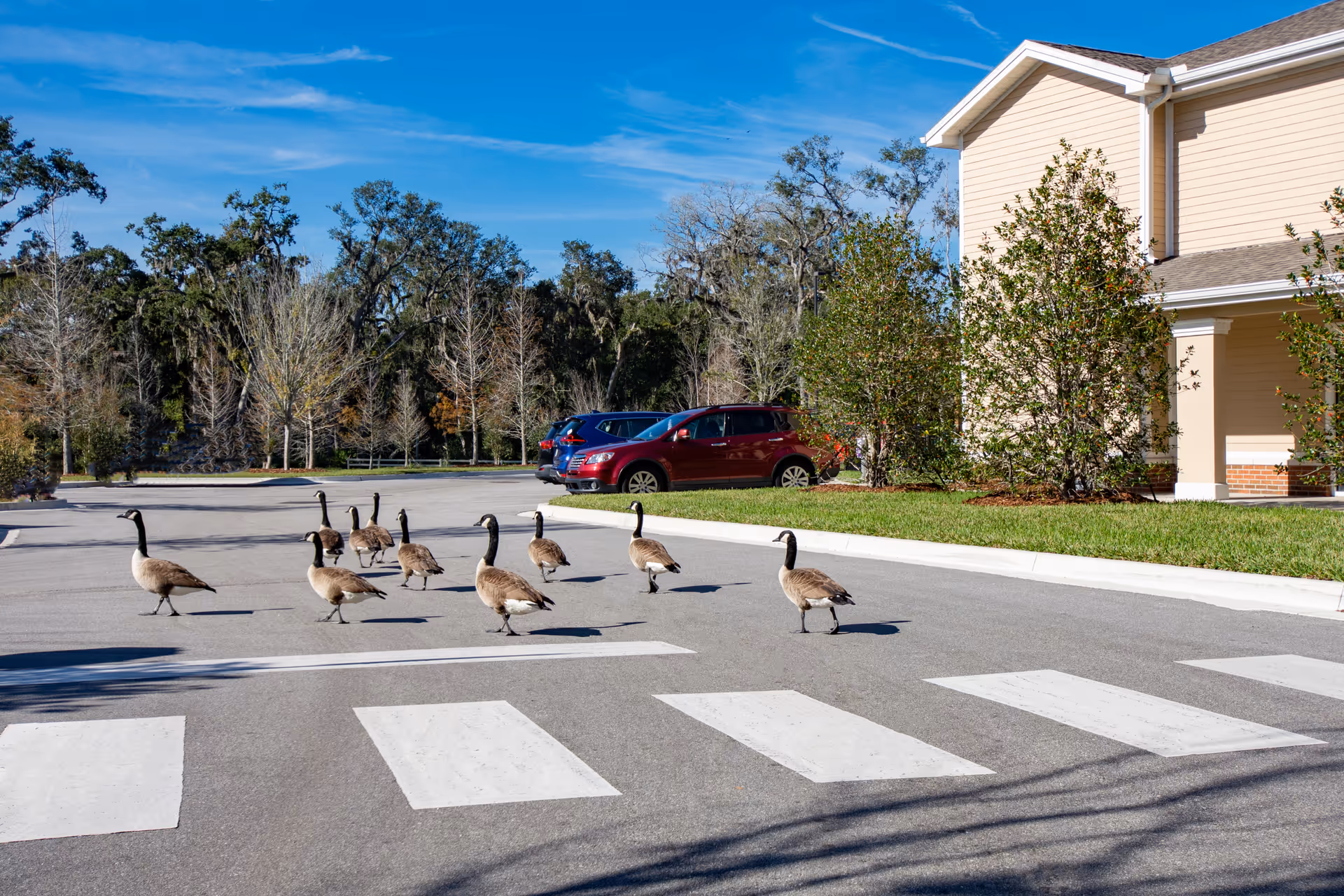 A group of Canada geese walking across a crosswalk in a parking area by a light-colored building and parked cars.