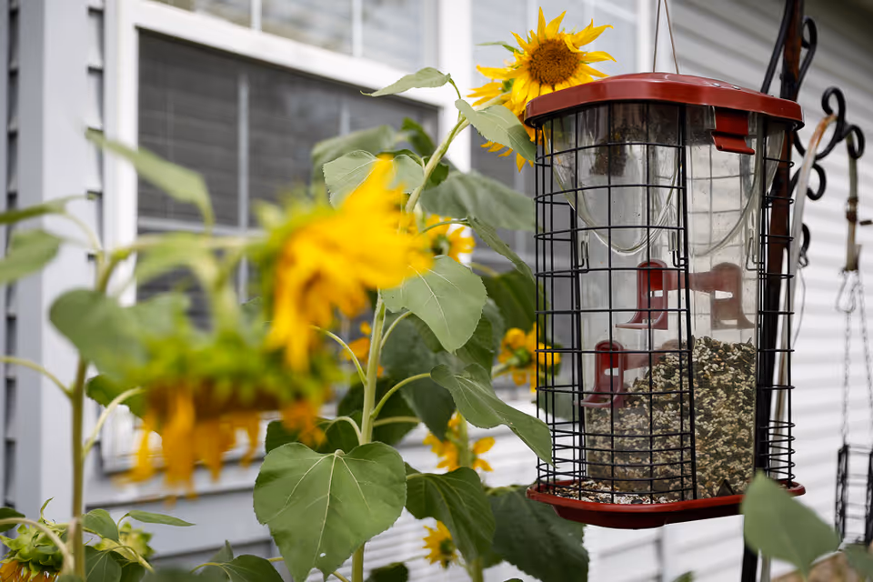 Close-up view of a bird feeder filled with seeds hanging outdoors near blooming sunflowers with a building window and siding in the background.