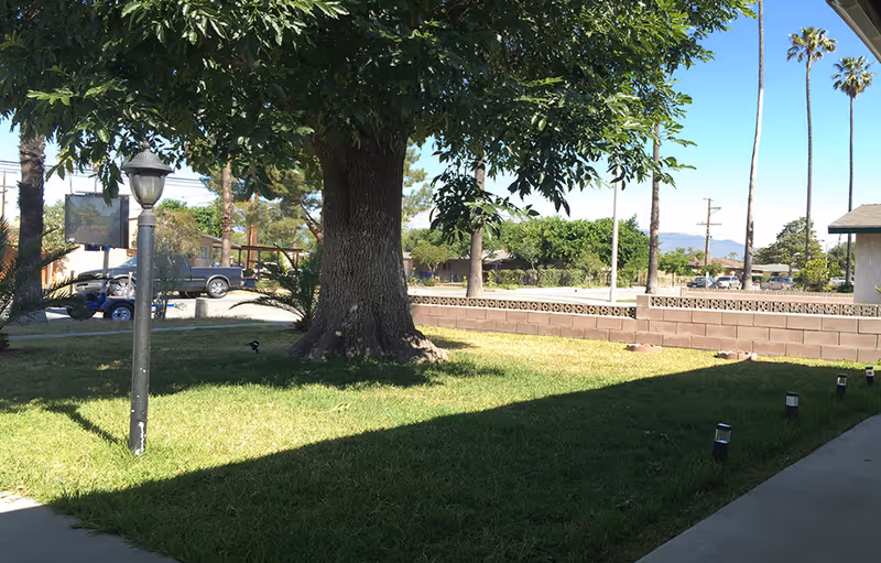 Outdoor view of a grassy yard with a large tree in the center, a lamp post on the left, and a low brick wall in the background. Several palm trees and other greenery are visible beyond the wall, with a clear blue sky overhead.