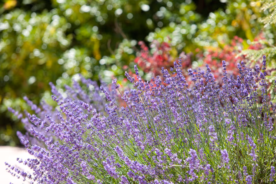 Close-up view of a vibrant lavender bush with purple flowers in full bloom, set against a blurred background of green foliage and some red plants.
