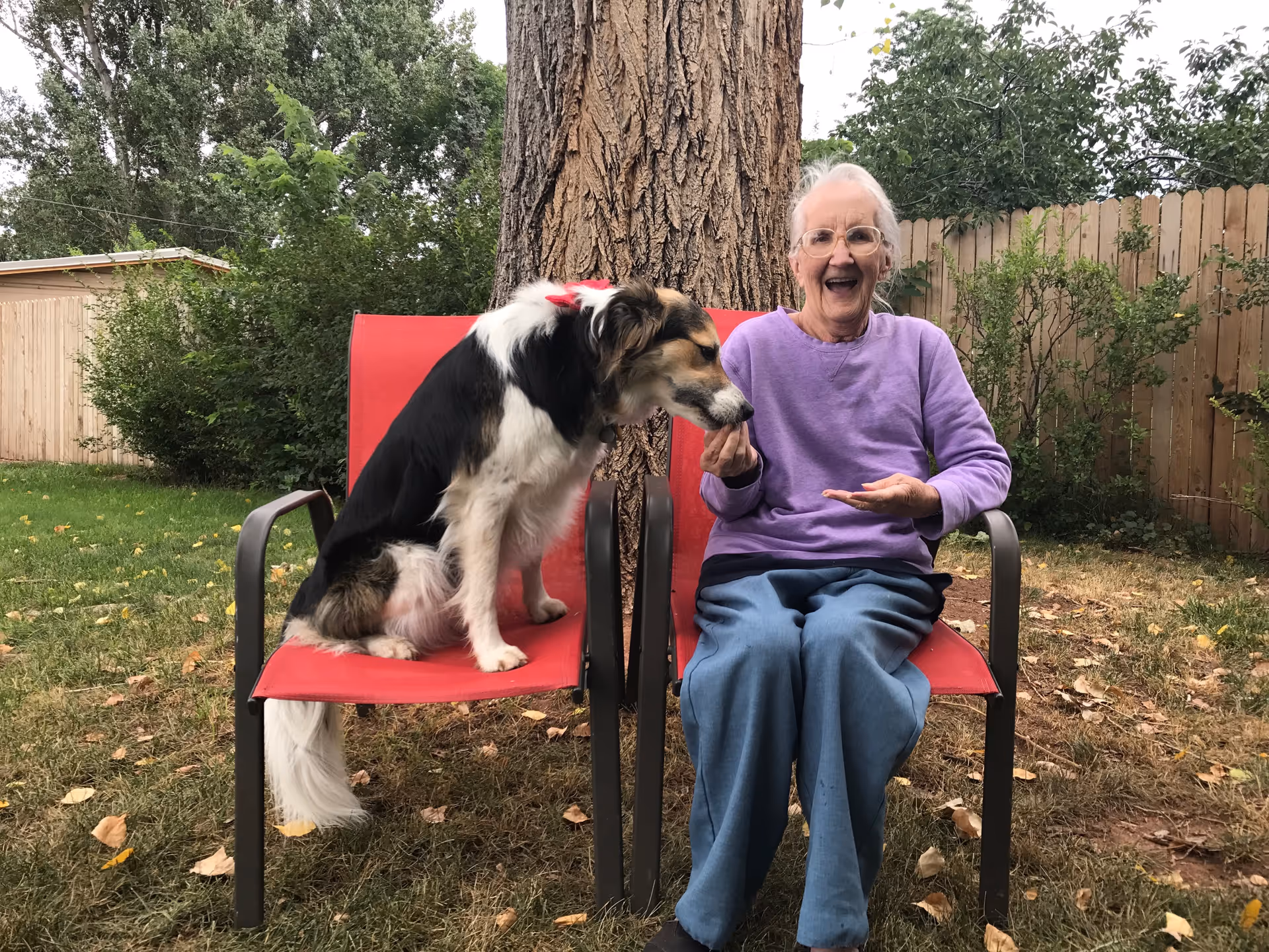 An elderly woman wearing glasses and a purple sweater sits on a red outdoor chair next to a black and white dog sitting on a similar chair. The woman is smiling and holding the dog's paw. They are outside in a yard with grass, trees, and a wooden fence in the background.