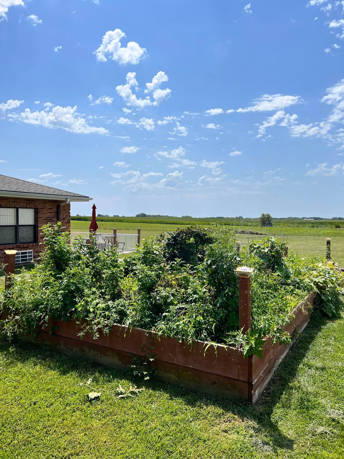 Raised wooden garden bed overflowing with greenery in a grassy yard next to a brick building under a blue sky.