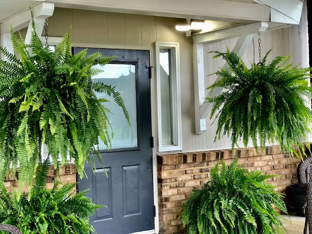 Covered entrance area of a building with a black door and a small window beside it, surrounded by brick and beige siding. There are several lush green hanging ferns and potted ferns decorating the porch.
